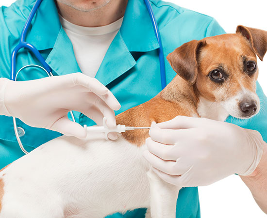 הגורים של אייל